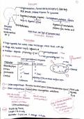 Class 11 lysosome and mitochondria short notes