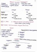 Ribosomes and plastid summary CBSE