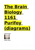 The Brain Biology 1161 Purifoy (diagrams)