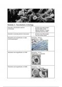 Flashcards: Module 2 - Foundations in biology