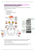 Oculaire anatomie: Visuele baan