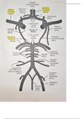 Summary of localization of stroke