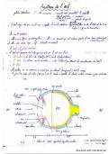 Anatomie de l’œil cours complet 