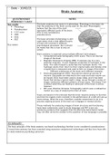 Biological Psychology research methods - Brain anatomy 