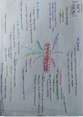 Critical Readings of Othello