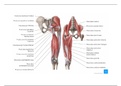 ABA - BEEN - Belangrijke anatomische structuren + ezelsbruggetjes