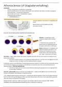 Samenvatting fysiopathologie en ziekteleer 