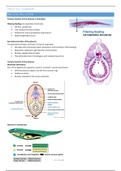 Verebrate structure practical summary