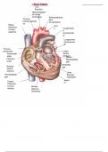 Anatomie des Herzens/Blutkreislauf/Blut