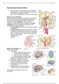 Samenvatting Anatomie Blok 2 (leerjaar 2 fysiotherapie HAN)