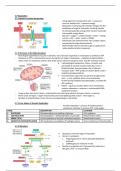 OCR A Level Biology A* Respiration Detailed Notes