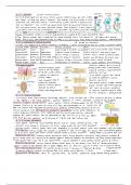 OCR A Level Biology A* Neuronal Communication Detailed Notes