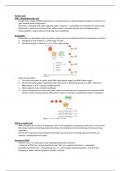 OCR A Level Biology A* Nucleotides and Nucleic Acids Detailed Notes