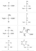 Flashcards aminozuren, vetten,... - Moleculaire en cellulaire biologie (K0B01A)