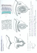 Embryologie: Deel 7 Zenuwstelsel. Zeer uitgebreide en handgetekende samenvatting Embryologie