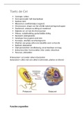 samenvatting van de cel/ in makkelijke stappen beschreven wat er allemaal in de cel gebeurd