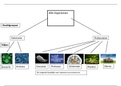 Super handig! Biologie Samenvatting, Vertakkingsschema van alle organimsen 