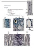 Samenvatting stelselmatige weefselleer practicum 10