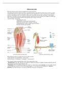 BIOS_252 Midterm Exam Study Guide CORRECT 2021 (Download To Score An A).