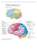 Sammenvatting Neurorevalidatie - Alle informatie theorie tentamen blok 2.3