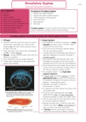 Circulatory System Notes