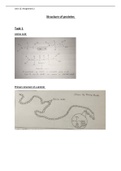 Essay Unit 13 - Biochemistry and Biochemical Techniques - Structure of Proteins - P3, M2 & D2