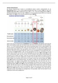 Les 2: Humane herpesvirussen