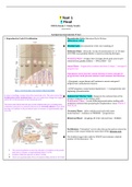 NURSING 306 / N306 Exam 1 Final Study Guide, Complete solution Guide (2020/2021), West Coast University