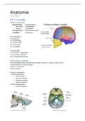 Samenvatting Hoofd & Hals 1 (Functionele Anatomie) B1Ba2t 