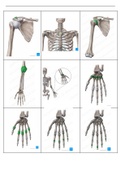 Anatomie Ossale Structuren