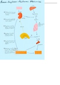 Renin- Angiotensin-Aldosterone Mechanism