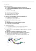 Notizen zum IB Oxford Biology Kapitel 7. Nukleinsäuren (deutsch)