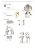 Bundel voor anatomie in vivo BEEN