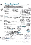 Biology 30 Notes- Human Development