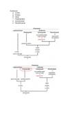 Ecdysoza - Protostomia Notes