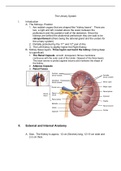 Urinary System