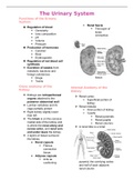 The Urinary System