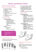 Muscle and Muscle Tissue