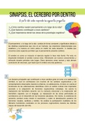 Descripción del cerebro por dentro, funciones, pensamiento e importancia