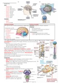 Samenvatting Neuroscience (Purves) 6e editie: Anatomie