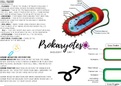 Biology~ A4 poster on Prokaryotes/Bacteria cell