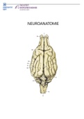 TOKLA II - deel NEUROANATOMIE