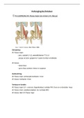 Samenvatting verlengingstechnieken Basiskinesitherapie 1