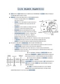 Biologie samenvatting over cellen, organen, huid en immuniteit, 6vwo Biologie