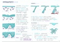 Embryologie: Deel 11 Integument. Zeer uitgebreide en handgetekende samenvatting Embryologie