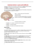 FULL NOTES ON NEUROANATOMY