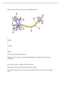 BIOD 152A & P 2 study guide for final exam. Identify the parts of the neuron shown in the diagram below List the four parts of the human brain List and describe the 3 meninges of the human brain.