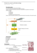 3rd Year Human Physiology Summaries