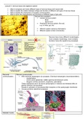 Summary lecture 4: nervous tissue (histology)