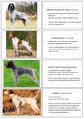 Flashcards van hondenrassen (groep 7)